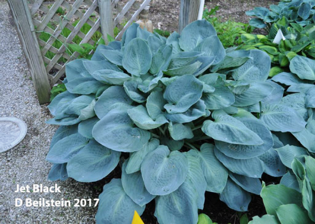 Hosta 'Jet Black' Courtesy of Doug Beilstein