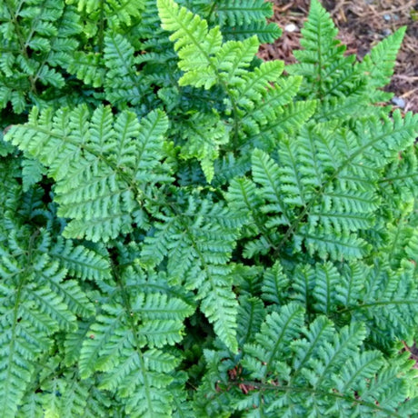 Jimmy Dyce Wood Fern Courtesy of Casa Flora