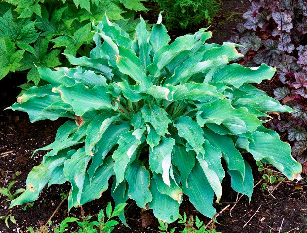 'Joy Ride' Hosta Courtesy of Walters Gardens