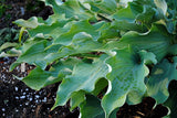 'Joy Ride' Hosta Courtesy of Walters Gardens