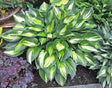 Hosta 'Justine' Courtesy of Carol Brashear and the Hosta Library