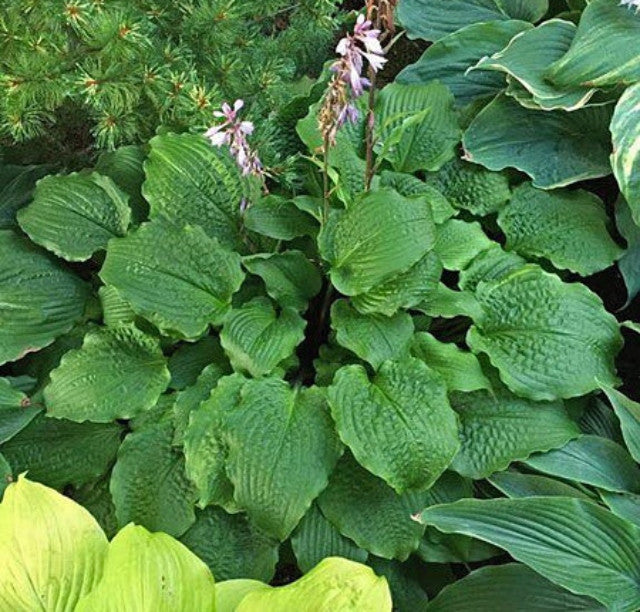 Hosta 'Karma Chameleon' Courtesy of Dan Wols