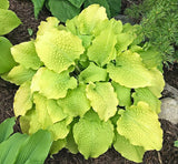 Hosta 'Karma Chameleon' Courtesy of Dan Wols