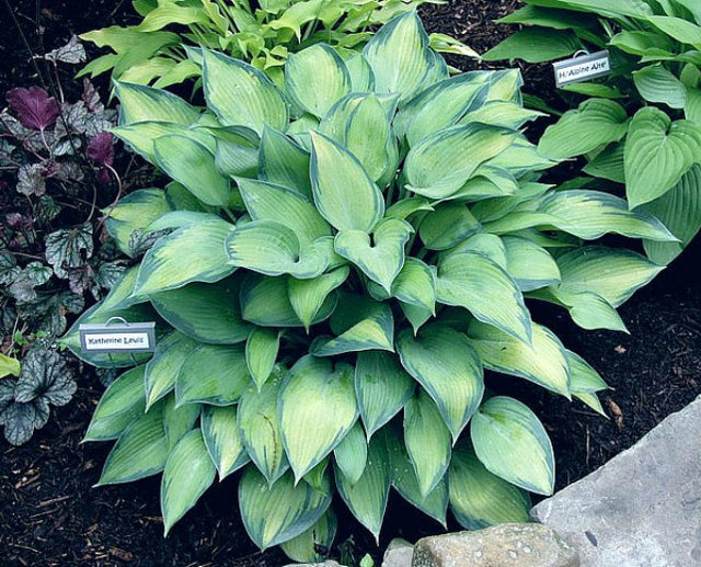 'Katherine Lewis' Hosta Courtesy of Carol Brashear