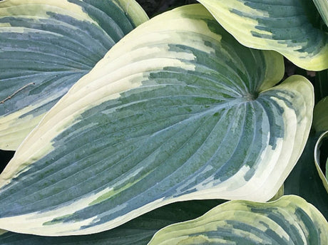 Hosta 'Kathy My Love' Courtesy of Harold McDonell and the Hosta Library