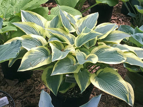 Hosta 'Kathy My Love' Courtesy of Harold McDonell and the Hosta Library