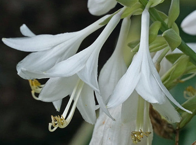 Hosta 'Kathy My Love' Courtesy of Harold McDonell and the Hosta Library