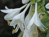 Hosta 'Kathy My Love' Courtesy of Harold McDonell and the Hosta Library