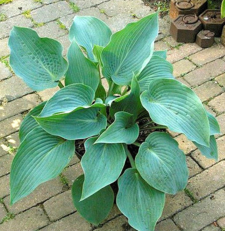 'Kempen Magenta Blue' Hosta Courtesy of Danny Van Eechate