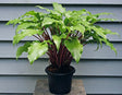 Hosta 'Kempen Red Twist' Courtesy of Graham Raw and the Hosta Library