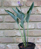 Hosta 'Kempen Sky High' Courtesy of Danny Van Eechaute and The Hosta Library