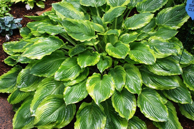 'Key Lime Pie' Hosta 