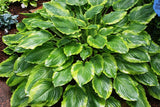 'Key Lime Pie' Hosta 
