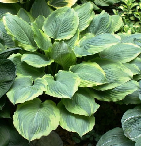 'Key Lime Pie' Hosta 