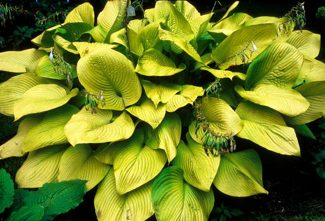 'Key West' Hosta