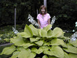 'Key West' Hosta Courtesy of Olga Petryszyn