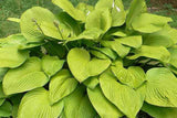 'Key West' Hosta