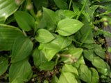 'Kii Hime' Hosta