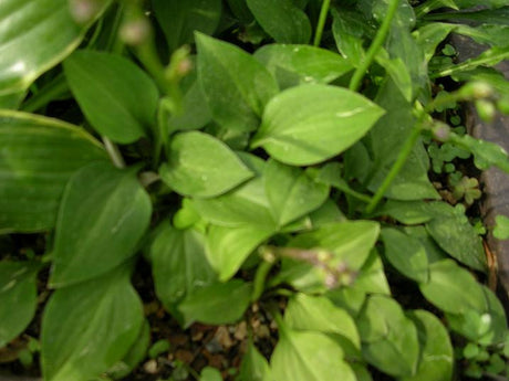 'Kii Hime' Hosta