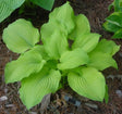 'King Tut' Hosta