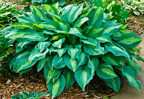 'Kiwi Full Monty' Hosta