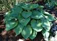 'Kiwi Skyscraper' Hosta From NH Hostas