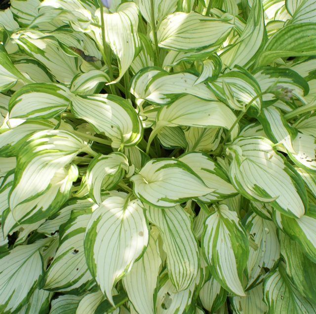 'Kiwi Spearmint' Hosta From NH Hostas