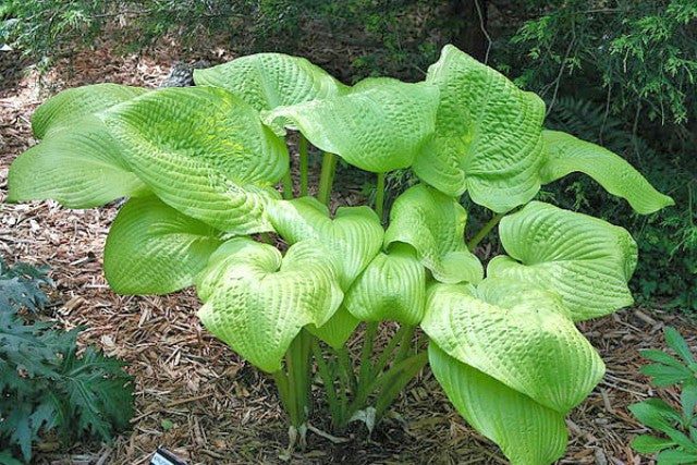 'Krugerrand' Hosta Courtesy of Bob Balitewicz