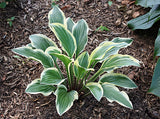 'Lakeside Cranberry Relish' Hosta Courtesy of Kathie Sisson