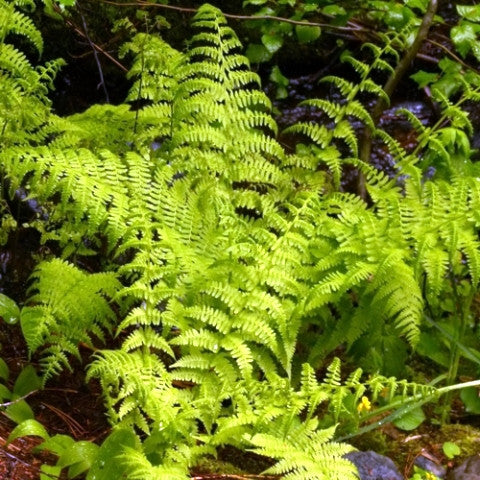 Lady Fern