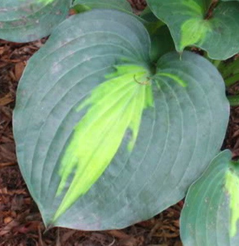 'Lakeside Beach Captain' Hosta