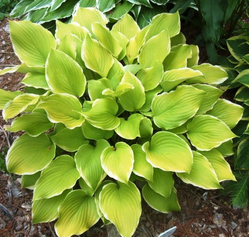 'Lakeside Cha Cha' Hosta