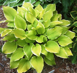 'Lakeside Cha Cha' Hosta