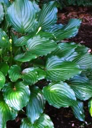 'Lakeside Coal Miner' Hosta
