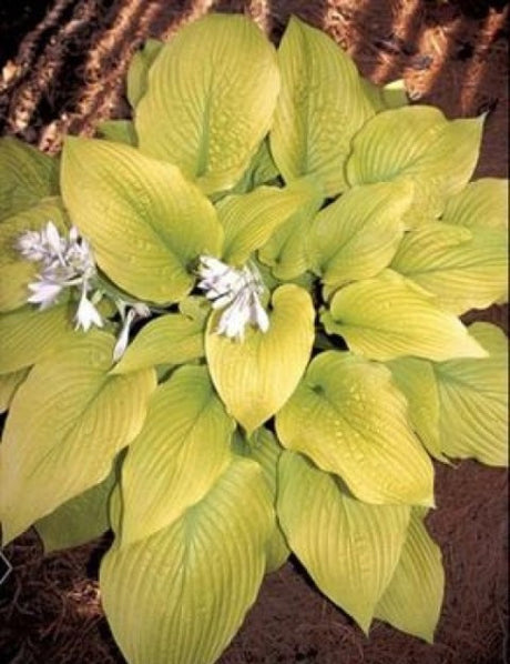 'Lakeside Contender' Hosta