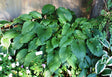 'Lakeside Ripples' Hosta From NH Hostas