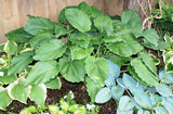 'Lakeside Ripples' Hosta From NH Hostas