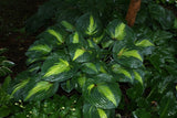 'Lakeside Shore Master' Hosta From NH Hostas