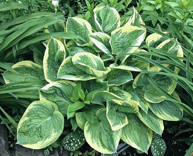 Hosta 'Lakeside Cupid's Cup' Courtesy of Gail Russo and the Hosta Library