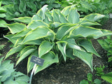 'Lakeside Fancy Pants' Hosta Courtesy of Carol Brashear
