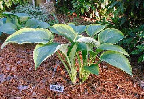 'Lakeside Fancy Pants' Hosta Courtesy of Mary Chastain