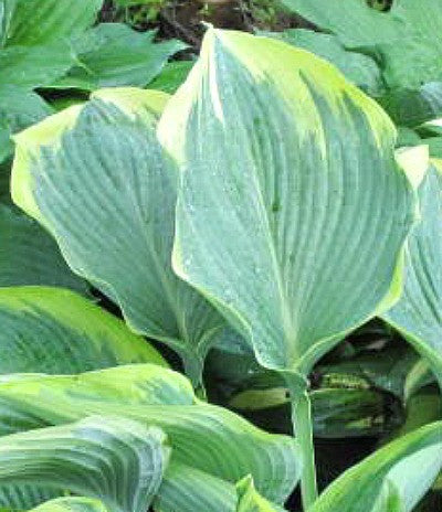 'Lakeside Fancy Pants' Hosta