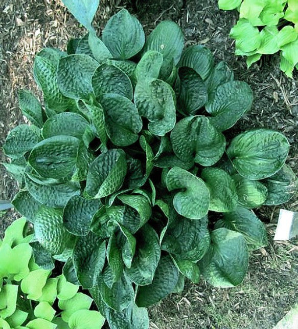 'Lakeside Lollipop' Hosta Courtesy of Carol Brashear