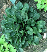 'Lakeside Lollipop' Hosta Courtesy of Carol Brashear