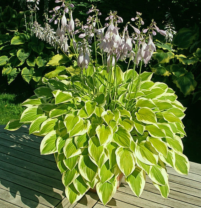 Hosta 'Lakeside Ninita' Courtesy of the Hosta Library