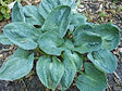 Hosta 'Lakeside Sapphire Pleats' Courtesy of Gayle Hartley Alley and the Hosta Library