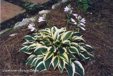 'Lakeside Spruce Goose' Hosta Courtesy of Mary Chastain