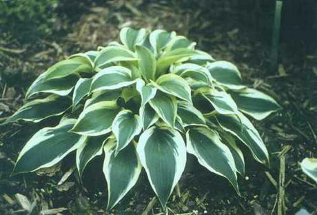 'Lakeside Spruce Goose' Hosta Courtesy of Mary Chastain