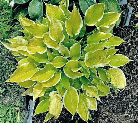 Hosta 'Lakeside Tee Ki' Courtesy of the Hosta Library