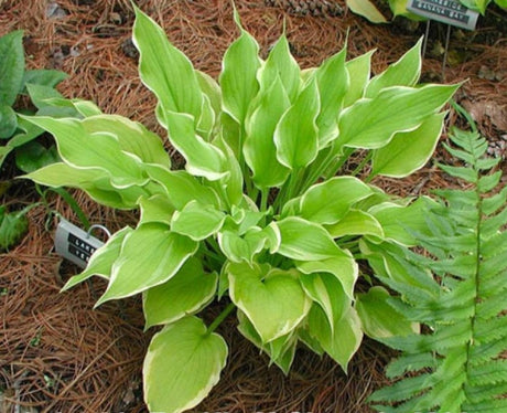 Hosta 'Lakeside Tee Ki' Courtesy of the Hosta Library